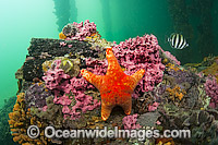 Underwater habitat beneath the Edithburgh Jetty or Pier in Edithburgh, South Australia, showing a variety of invertebrates, including Sea Star (Petricia vernicina), colonizing old pylons that have fallen onto the ocean bottom.