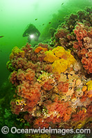 Scuba diver exploring the shipwreck HMS Saskatchewan encrusted in inverebrate marine life. Situated near Nanaimo, Vancouver Island, British Columbia, Canada