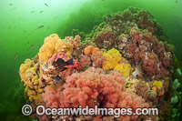 Colorful reef scene comprising of marine invertebrates and fishes on the Browning Wall. Situated offshore northern Vancouver Island, British Colombia, Canada.