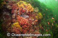Colorful reef scene comprising of marine invertebrates and fishes on the Browning Wall. Situated offshore northern Vancouver Island, British Colombia, Canada.