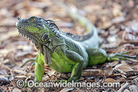 Green Iguana (Iguana iguana). An invasive species originally from South and Central America, which is now established in southern Florida, including in the Wakodahatchee Wetlands, a preserve in suburban Delray. United States.