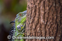 Green Iguana (Iguana iguana). An invasive species originally from South and Central America, which is now established in southern Florida, including in the Wakodahatchee Wetlands, a preserve in suburban Delray. United States.