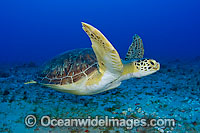 Green Sea Turtles (Chelonia mydas). Found in tropical and warm temperate seas worldwide. Photo taken at Juno Beach, Florida, USA. Listed on the IUCN Red list as Endangered species.