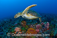 Green Sea Turtles (Chelonia mydas). Found in tropical and warm temperate seas worldwide. Photo taken at Juno Beach, Florida, USA. Listed on the IUCN Red list as Endangered species.