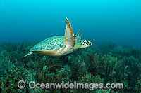Green Sea Turtle (Chelonia mydas), resting on the bottom of the Breakers Reef in Palm Beach, Florida, USA.