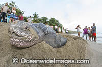 Female Leatherback Sea Turtle (Dermochelys coriacea), nesting at sunrise on Grand Riviere, Trinidad, returns to the Caribbean Sea. South America. Listed on IUCN Red list as Critically Endangered