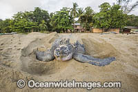 Female Leatherback Sea Turtle (Dermochelys coriacea), nesting at sunrise on Grand Riviere, Trinidad, South America. Listed on IUCN Red list as Critically Endangered.