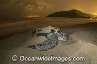 Female Leatherback Sea Turtle (Dermochelys coriacea), nesting at sunrise on Grand Riviere, Trinidad, South America. Listed on IUCN Red list as Critically Endangered.
