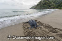 Female Leatherback Sea Turtle (Dermochelys coriacea), nesting at sunrise on Grand Riviere, Trinidad, returns to the Caribbean Sea. South America. Listed on IUCN Red list as Critically Endangered