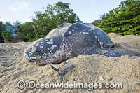 Female Leatherback Sea Turtle (Dermochelys coriacea), nesting at sunrise on Grand Riviere, Trinidad, South America. Listed on IUCN Red list as Critically Endangered