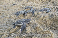 Leatherback Sea Turtle hatchlings (Dermochelys coriacea), emerge from their nest at sunrise and make their way into the Caribbean Sea in Trinidad, South America. Listed on IUCN Red list as Critically Endangered.