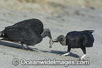 Black Vultures (Coragyps atratus), feeding on Leatherback Sea Turtle hatchlings (Dermochelys coriacea), on Grande Riviere beach, Trinidad, South America. Listed on IUCN Red list as Critically Endangered