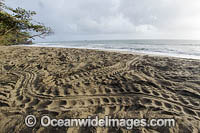 Leatherback Sea Turtle (Dermochelys coriacea), tracks cover the beach in Grande Riviere, Trinidad, South America.