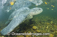 Female Leatherback Sea Turtle (Dermochelys coriacea), disoriented after nesting, entered a clearwater river on Grand Riviere, Trinidad. Caribbean Sea. South America. Listed on IUCN Red list as Critically Endangered.