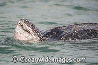 Female Leatherback Sea Turtle (Dermochelys coriacea), breathing on the surface of the Caribbean Sea offshore northern Trinidad prior to nesting. South America. Listed on IUCN Red list as Critically Endangered