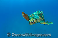 Mating Loggerhead Sea Turtles (Caretta caretta). Found in tropical and warm temperate seas worldwide. Listed as Endangered species on the IUCN Red list.