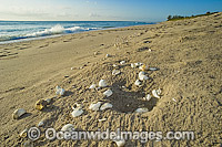 Loggerhead Sea Turtle (Caretta caretta) egg shells on the beach in Juno, Florida, USA. Juno Beach is a major nesting location for the species.