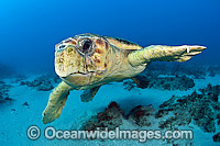 Loggerhead Sea Turtle (Caretta caretta), in Palm Beach County, FLorida, USA. Florida is home to half of the world's population, and Palm Beach County is a major nesting location.