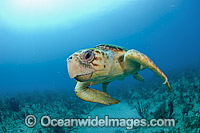 Loggerhead Sea Turtle (Caretta caretta), in Palm Beach County, FLorida, USA. Florida is home to half of the world's population, and Palm Beach County is a major nesting location.