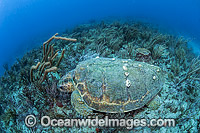 Loggerhead Sea Turtle (Caretta caretta), sleeping on a coral reef offshore Palm Beach, Florida, USA. Endangered species listed on IUCN Red list.