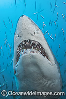 Sand Tiger Shark (Carcharias taurus), amongst baitfish. Also known as Ragged-tooth Shark in South Africa and Grey Nurse Shark in Australia. Photo taken off North Carolina, USA. Classified as Vulnerable on the IUCN Red List of Threatened Species.
