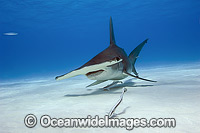 Great Hammerhead Shark (Sphyrna mokarran). Found throughout the world in tropical and warm temperate waters. Feeds on crustaceans, cephalopods, bony fishes, rays and smaller sharks. Photo taken at South Bimini, Bahamas, North Atlantic Ocean. Endangered.