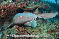 Nurse Shark (Ginglymostoma cirratum). Photographed in Palm Beach County, Florida, USA.