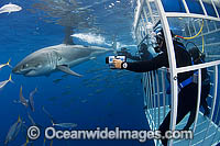 Divers in a specially built Shark Cage photographing a Great White Shark (Carcharodon carcharias). Also known as White Pointer and White Death. Guadalupe Island, Baja, Mexico, Pacific Ocean. Vulnerable Species on the IUCN Red List.