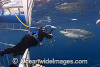 Divers in a specially built Shark Cage photographing a Great White Shark (Carcharodon carcharias). Also known as White Pointer and White Death. Guadalupe Island, Baja, Mexico, Pacific Ocean. Vulnerable Species on the IUCN Red List.