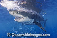 Great White Shark (Carcharodon carcharias) with mouth open. Also known as White Pointer and White Death. Guadalupe Island, Baja, Mexico, Pacific Ocean. Listed as Vulnerable Species on the IUCN Red List.