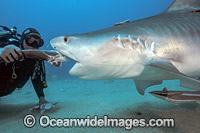 Diver hand feeding a Tiger Shark (Galeocerdo cuvier). Galeocerdo cuvier, in Federal waters offshore Jupiter, Florida, United States.