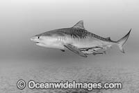 Tiger Shark (Galeocerdo cuvier). Offshore Jupiter, Florida, United States.