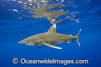 Diver with Oceanic Whitetip Shark (Carcharhinus longimanus). This pelagic shark is an aggressive species and is found worldwide in tropical and temperate seas. Photo was taken offshore Cat Island, Bahamas, Atlantic Ocean. Endangered on the IUCN Red List.