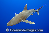 Oceanic Whitetip Shark (Carcharhinus longimanus). This pelagic shark is an aggressive species and is found worldwide in tropical and temperate seas. Photo was taken offshore Cat Island, Bahamas, Atlantic Ocean. Classified as Endangered on IUCN Red List.