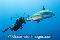 Diver with Silky Shark (Carcharhinus falciformis). Circumtropical species, possibly occasionally venturing into warm temperate seas. Photo taken offshore Jupiter, Florida, USA.