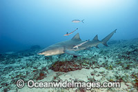 Lemon shark (Negaprion brevirostris). Found in the tropical western Atlantic from New Jersey to southern Brazil, and in the north eastern Atlantic off west Africa. Photo taken on a coral reef offshore Juno Beach, Florida, United States.