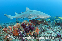 Lemon shark (Negaprion brevirostris). Found in the tropical western Atlantic from New Jersey to southern Brazil, and in the north eastern Atlantic off west Africa. Photo taken on a coral reef offshore Juno Beach, Florida, United States.