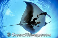 Giant Oceanic Manta Ray (Manta birostris). Also known as Devil Ray and Devilfish. Found in tropical and warm temperate seas. Photo taken at Revillagigedo Archipelago, off Cabo San Lucas, Mexico.