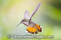 Female Ruby Topaz Hummingbird (Chrysolampis mosquitus). Photo taken in Trinidad, southern Caribbean, South America.