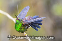 Copper Rumped Hummingbird (Amazilia tobaci). Photo taken in Trinidad, southern Caribbean, South America.