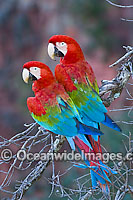 Red-and-green Macaws (Ara chloropterus) in a sink hole. Also known as Green-winged macaw. Mato Grosso do Sul, Brazil