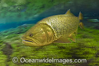 Dourado (Salminus brasiliensis), a large, predatory gamefish found in Central and Western Brazil. It can reach up to 4ft. in length and 40lbs and lives in large and small rivers in the region. Photo taken crystal clear stream in Mato Grosso do Sul, Brazil