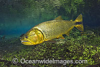 Dourado (Salminus brasiliensis), a large, predatory gamefish found in Central and Western Brazil. It can reach up to 4ft. in length and 40lbs and lives in large and small rivers in the region. Photo taken crystal clear stream in Mato Grosso do Sul, Brazil