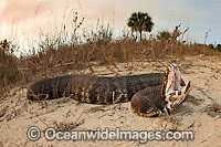 Water Moccasin (Agkistrodon piscivorus conanti). Also known as Cottonmouth. Photo taken in the Big Cypress National Preserve in the Florida Everglades, USA.