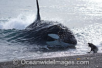 Orca attacking seal