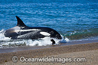 Orca, or Killer Whale (Orcinus orca) - approaching shore to attack a South American Sea Lion (Otaria flavescens). Photo taken at Punta Norte, Peninsula Valdes, Argentina. Orca's are listed as Lower Risk on the IUCN Red List. Sequence 3.
