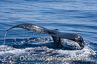 Humpback Whale (Megaptera novaeangliae) - tail fluke on the surface. Found throughout the world's oceans in both tropical and polar areas, depending on the season. Classified as Vulnerable on the IUCN Red List.