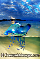 Portuguese Man of War (Physalia physalis). Also known as the Blue Bottle, Blue Bubble, Man o'War and Portuguese Man-of-War. Venomous - capable of producing a very painful, powerful sting. Eastern Australia
