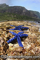 Blue Linckia Sea Star (Linckia laevigata) in a rock pool. Also known as Linckia Starfish. Lord Howe Island, New South Wales, Australia
