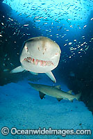 Grey Nurse Shark (Carcharias taurus). Also known as Sand Tiger Shark and Spotted Ragged-tooth Shark. Fish Rock, South West Rocks, New South Wales, Australia. Classified Vulnerable on the IUCN Red List. Protected species in Australia.